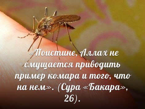 Чудо комара