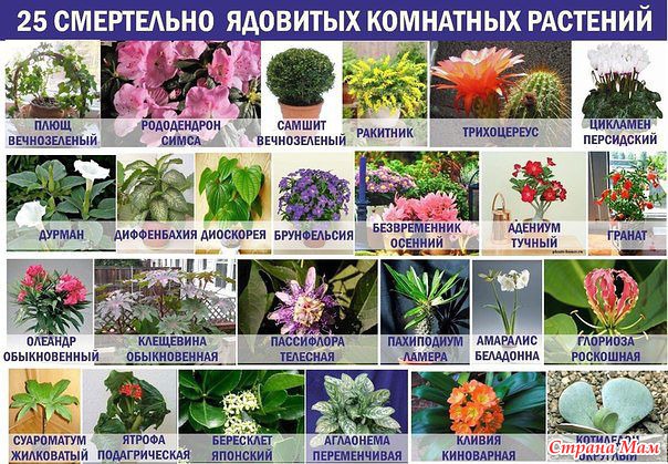 25 смертельно ядовитых комнатных растений