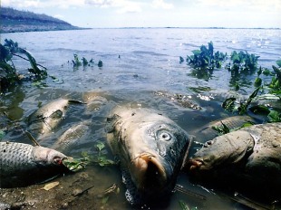 В Кузбассе дохнет рыба. Температура воды в некоторых водоемах больше 26 градусов