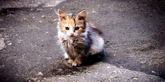 Бойся равнодушных... / Be afraid of the indifferent... / Kini frikё nga indiferentёt...