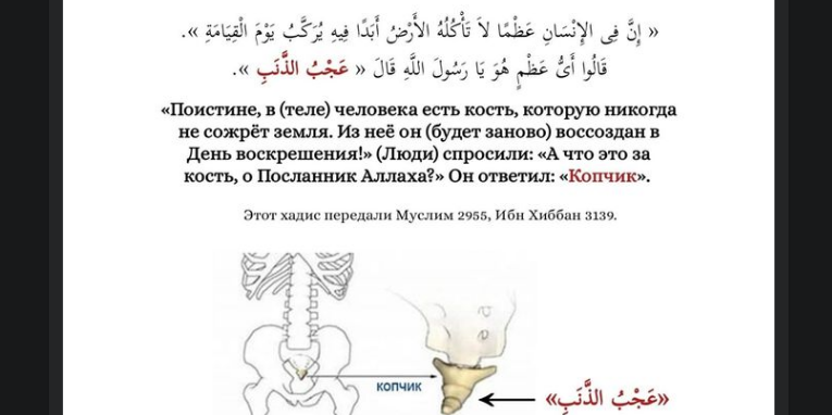 Из копчика он будет заново воссоздан в День воскрешения...