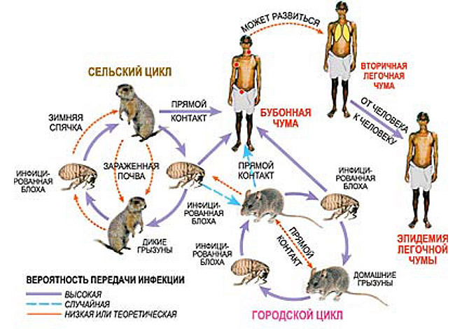 Бубонная чума в Горном Алтае