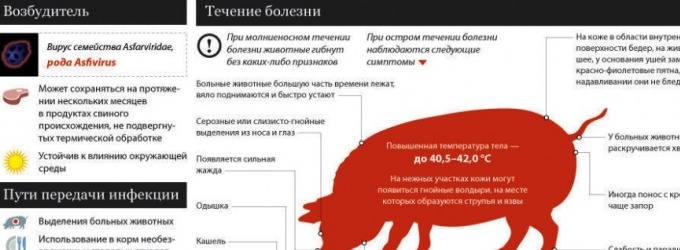 ​Почему свинина запрещена в Исламе?