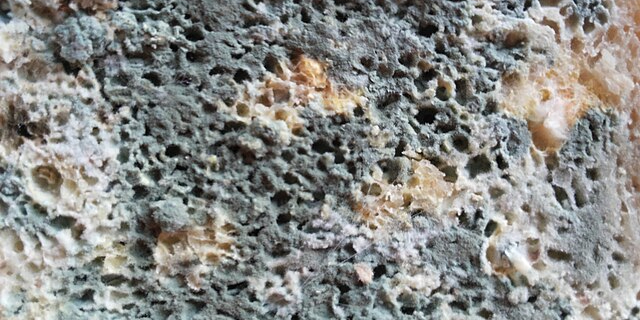 Плесень этого мира... / The mold of this world... / Myku i kёsaj bote...