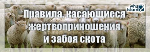 Правила, касающиеся жертвоприношения и забоя скота
