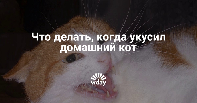 Укусила кошка!
