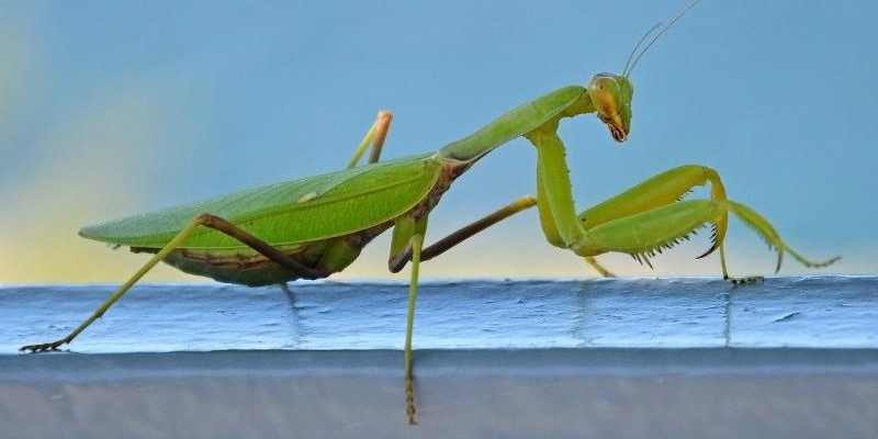 Богомол / Mantis